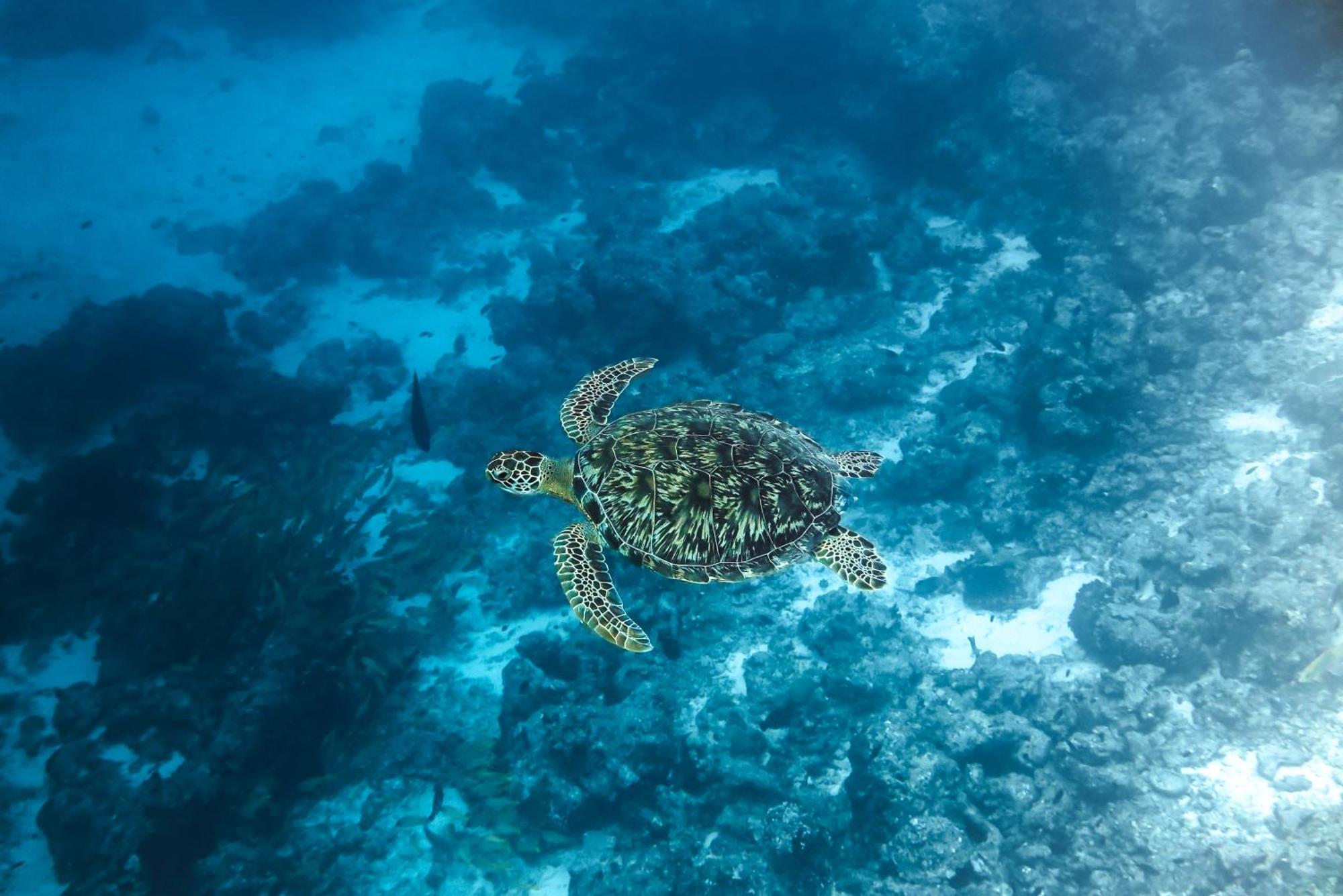 Rashu Hiyaa Otel Dhiffushi Dış mekan fotoğraf