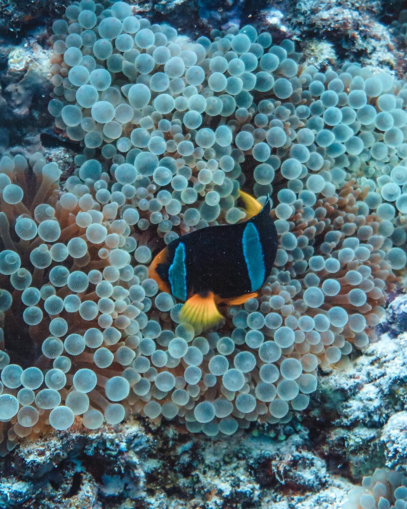Rashu Hiyaa Otel Dhiffushi Dış mekan fotoğraf